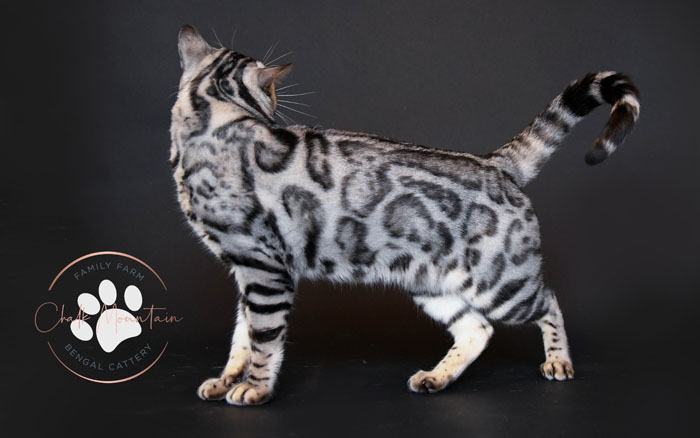 bengal kitten for sale